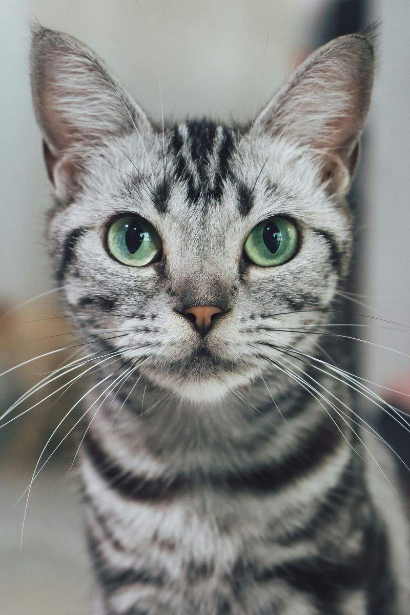 ペットケアジャパン株式会社 - Image 11