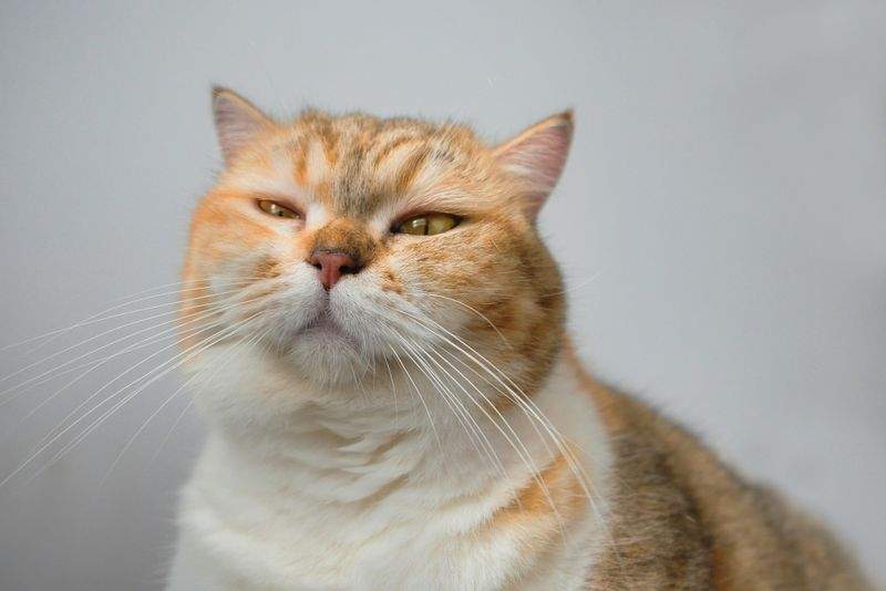 ペットケアジャパン株式会社 - Image 2